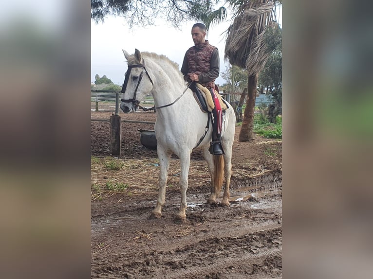 Andalou Hongre 9 Ans 163 cm Gris in Chiclana de la Frontera