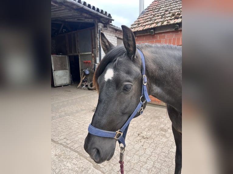 Andalou Hongre 9 Ans 164 cm Gris noir in Bremen-Borgfeld