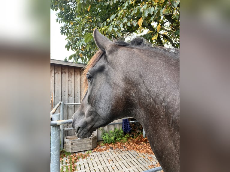Andalou Hongre 9 Ans 164 cm Gris noir in Bremen-Borgfeld