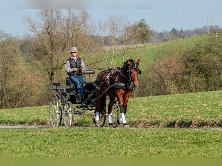 Andalou Hongre 9 Ans 165 cm Bai in Wülfrath