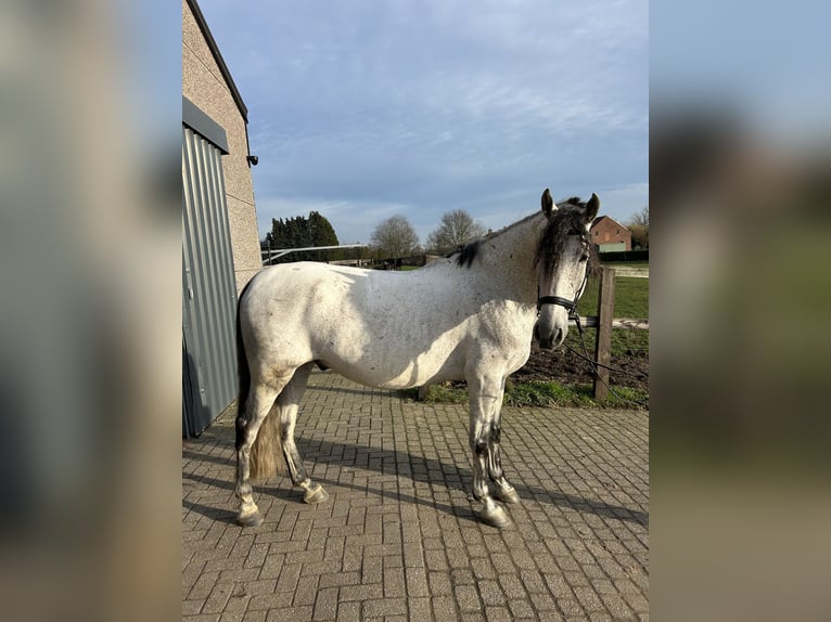 Andalou Hongre 9 Ans 168 cm Gris moucheté in Roosendaal