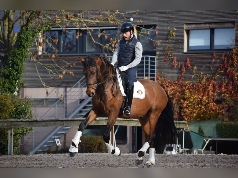 Andalou Hongre 9 Ans 173 cm Bai in Huy