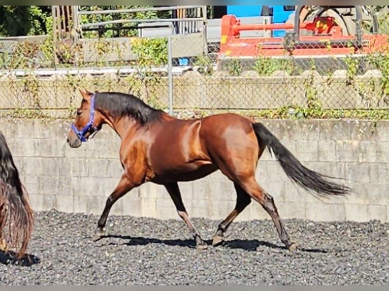 Andalou Hongre 9 Ans in Küssaberg