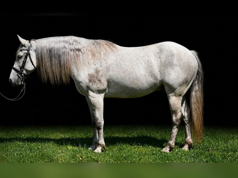 Andalou Croisé Hongre 9 Ans Gris in Frederick