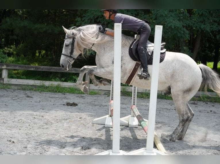 Andalou Croisé Hongre 9 Ans Gris in Frederick