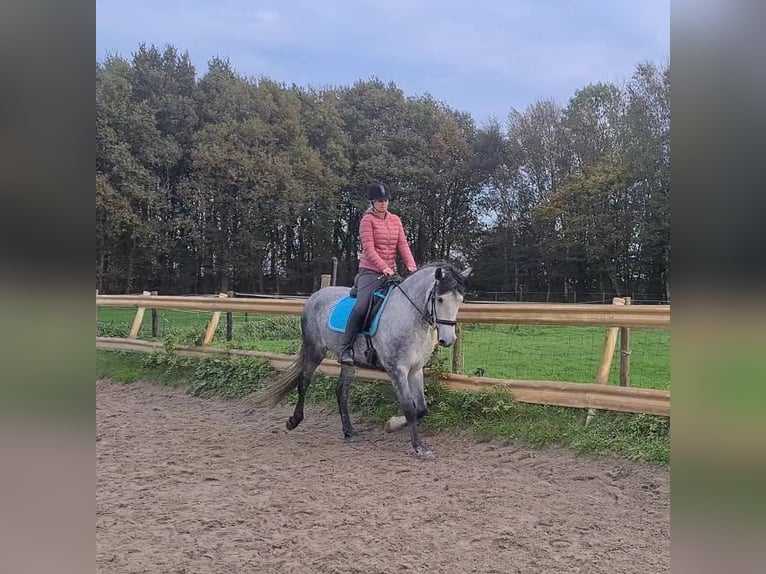 Andalou Hongre 9 Ans Rouan bleu in Bodman-Ludwigshafen