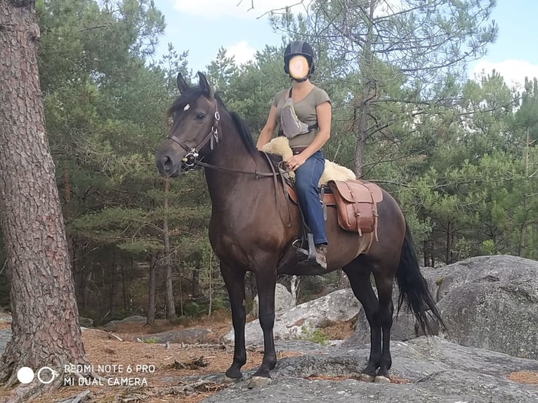 Andalou Croisé Jument 10 Ans 150 cm Bai brun foncé in Gironville-sur-Essonne