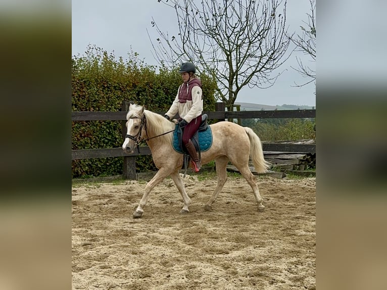 Andalou Croisé Jument 10 Ans 150 cm Palomino in Daleiden