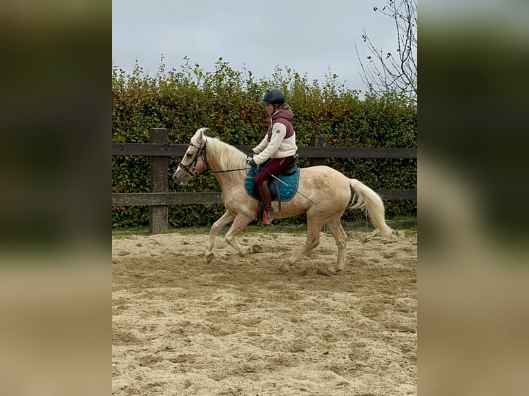 Andalou Croisé Jument 10 Ans 150 cm Palomino in Daleiden