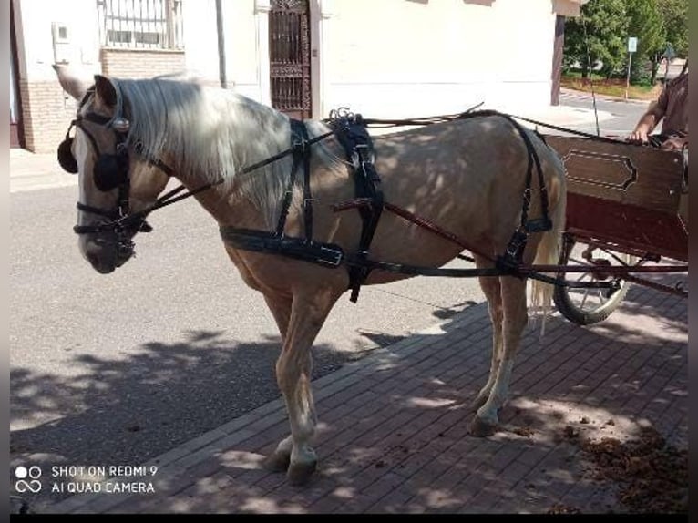 Andalou Croisé Jument 10 Ans 150 cm Palomino in Daleiden