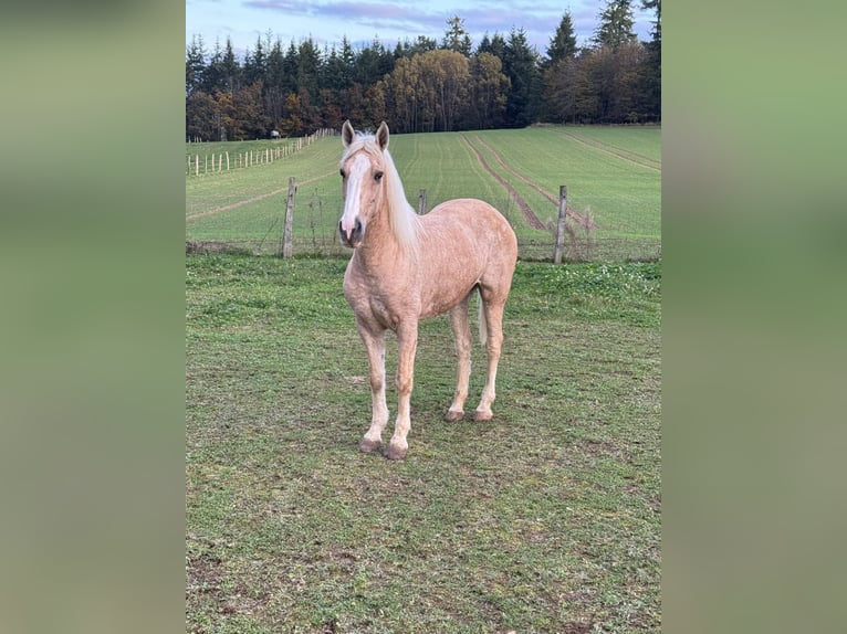 Andalou Croisé Jument 10 Ans 150 cm Palomino in Daleiden