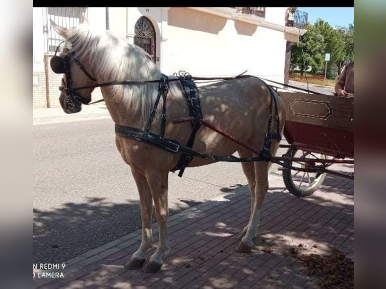 Andalou Croisé Jument 10 Ans 150 cm Palomino in Daleiden