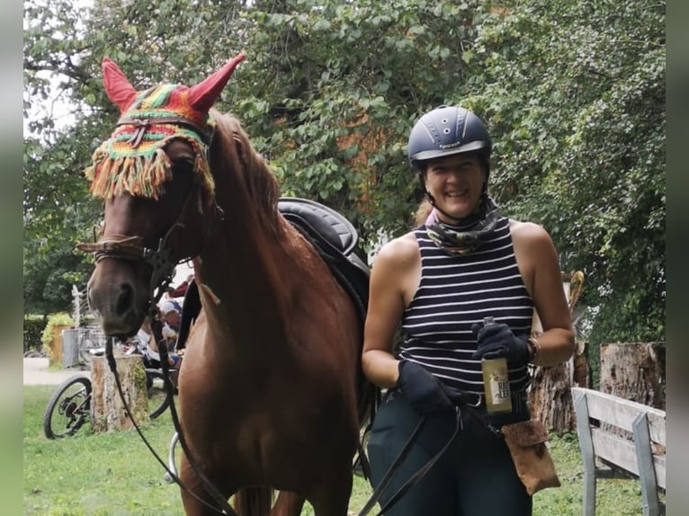 Andalou Croisé Jument 10 Ans 158 cm Alezan in Münsingen