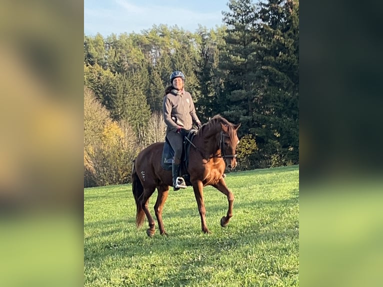 Andalou Croisé Jument 10 Ans 158 cm Alezan in Münsingen