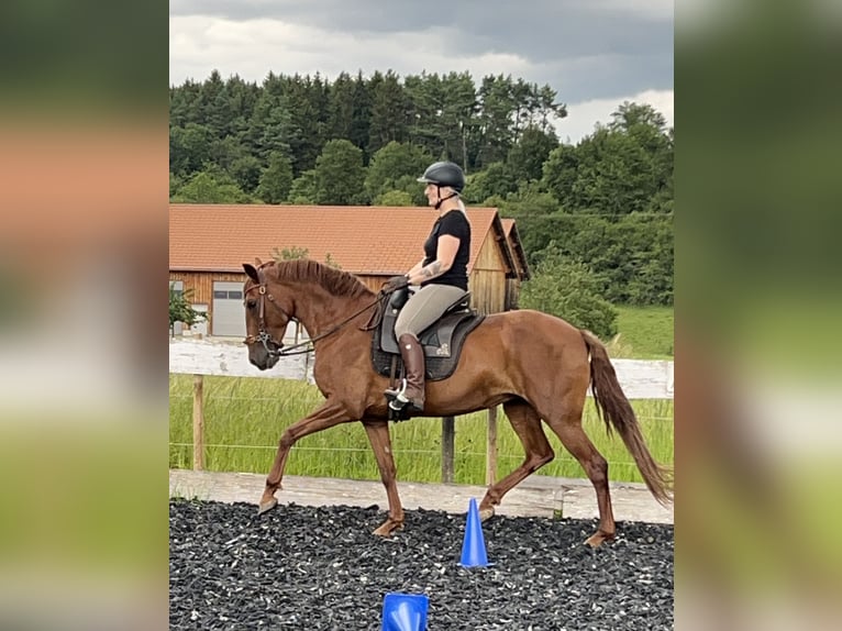 Andalou Croisé Jument 10 Ans 158 cm Alezan in MünsingenMünsingen