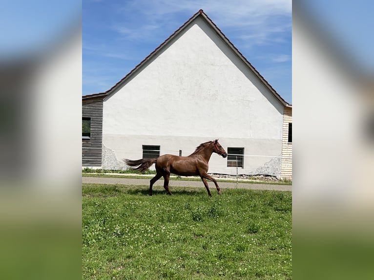 Andalou Croisé Jument 10 Ans 158 cm Alezan in MünsingenMünsingen