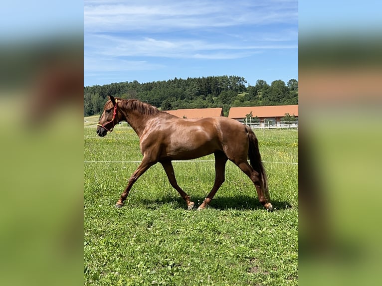 Andalou Croisé Jument 10 Ans 158 cm Alezan in MünsingenMünsingen