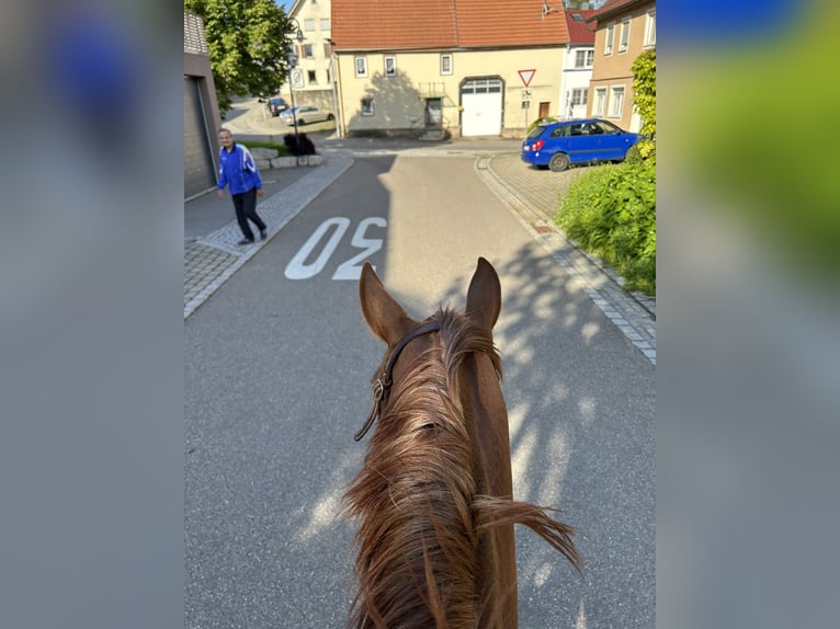 Andalou Croisé Jument 10 Ans 158 cm Alezan in MünsingenMünsingen