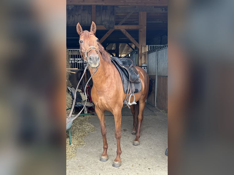 Andalou Croisé Jument 10 Ans 158 cm Alezan in MünsingenMünsingen