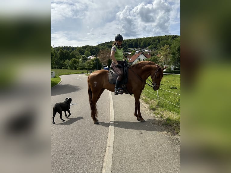 Andalou Croisé Jument 10 Ans 158 cm Alezan in MünsingenMünsingen