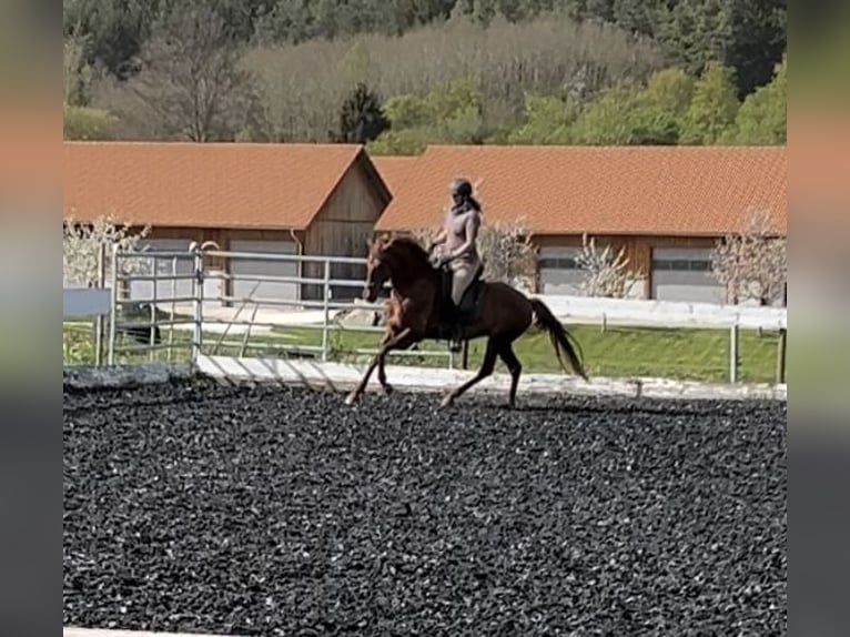 Andalou Croisé Jument 10 Ans 158 cm Alezan in MünsingenMünsingen