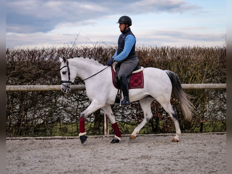 Andalou Jument 10 Ans 162 cm Gris in Neustadt (Wied)