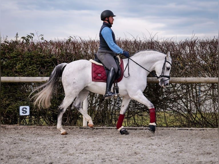 Andalou Jument 10 Ans 162 cm Gris in Neustadt (Wied)