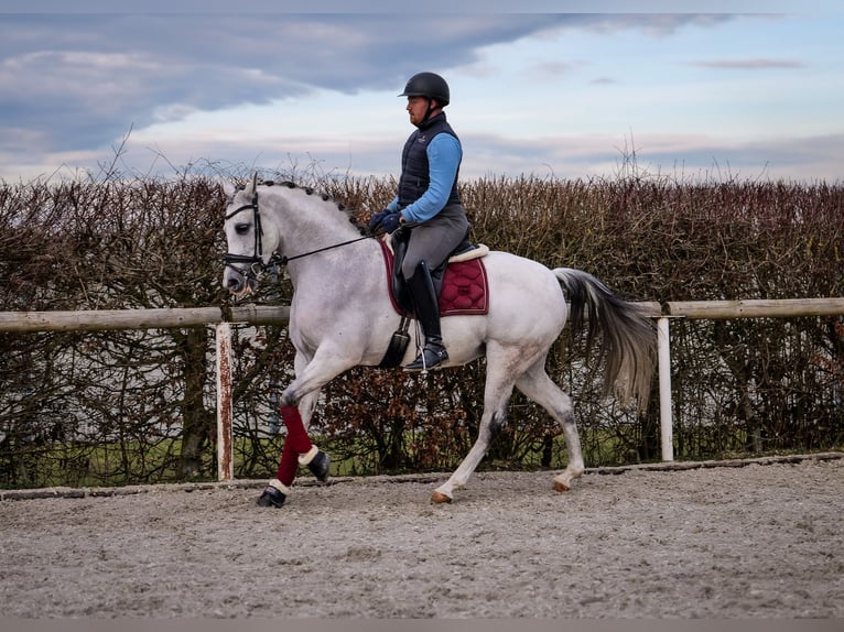 Andalou Jument 10 Ans 162 cm Gris in Neustadt (Wied)