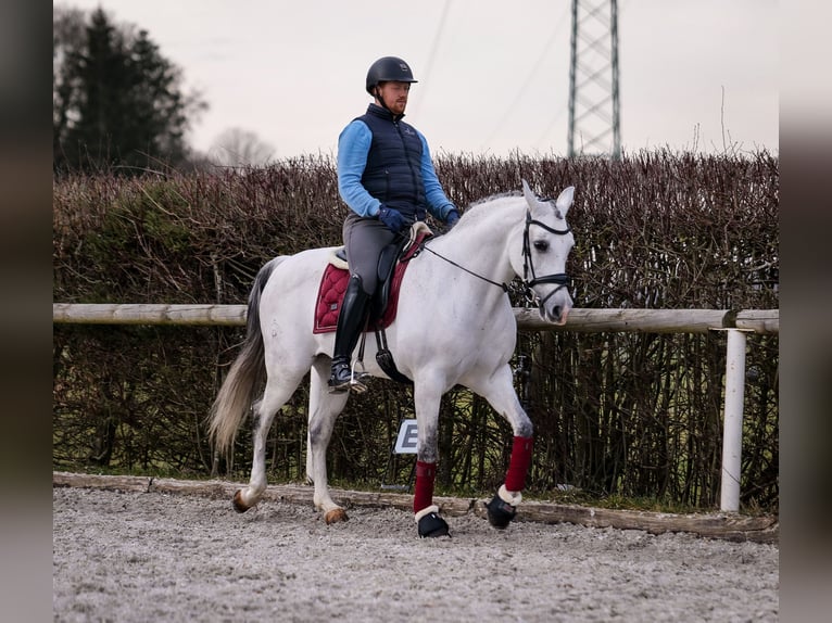 Andalou Jument 10 Ans 162 cm Gris in Neustadt (Wied)