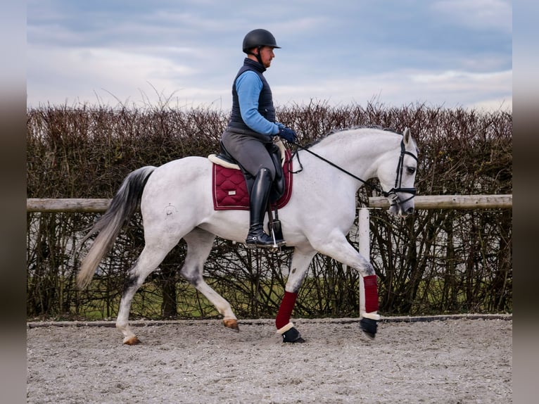 Andalou Jument 10 Ans 162 cm Gris in Neustadt (Wied)