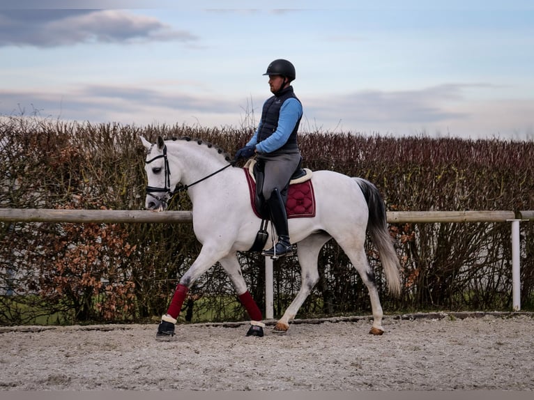 Andalou Jument 10 Ans 162 cm Gris in Neustadt (Wied)