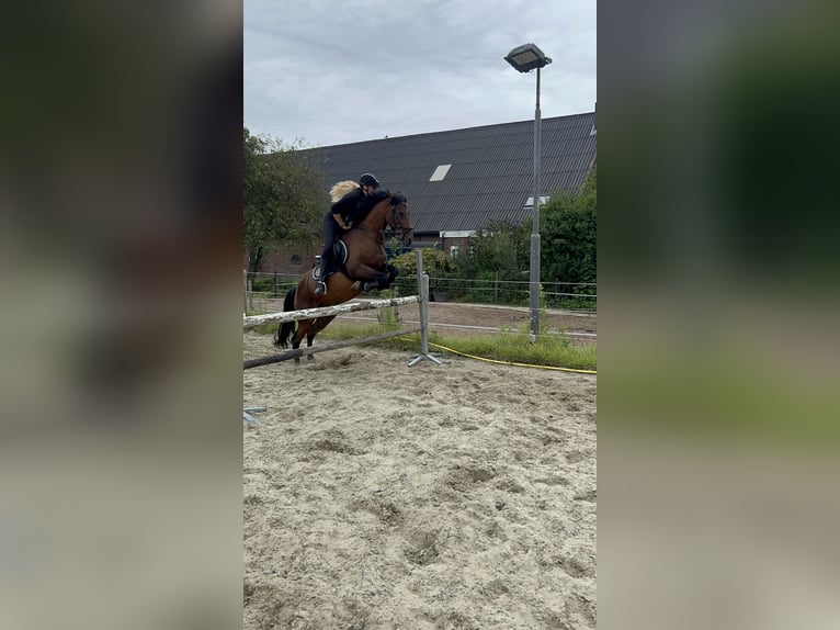 Andalou Croisé Jument 11 Ans 155 cm Bai clair in Brielle