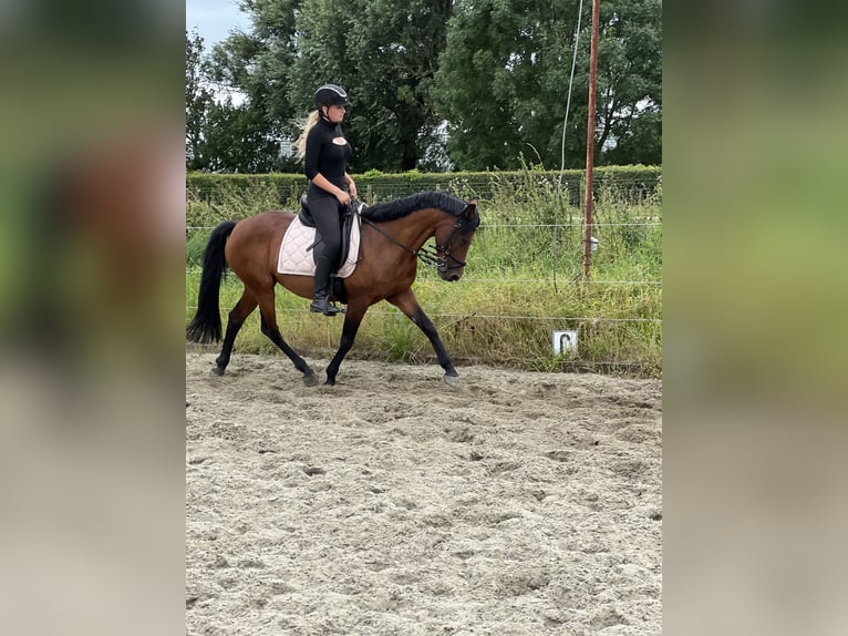 Andalou Croisé Jument 11 Ans 155 cm Bai clair in Brielle