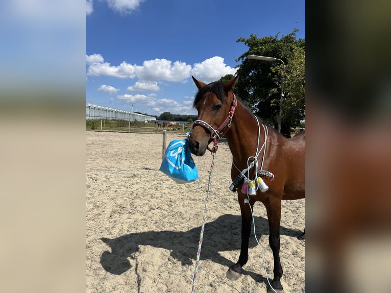 Andalou Croisé Jument 11 Ans 155 cm Bai clair in Brielle