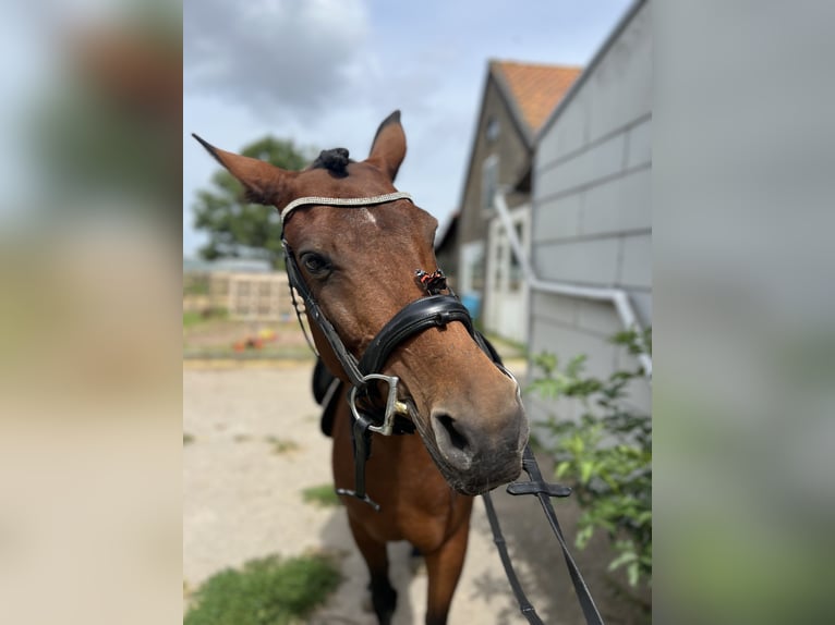 Andalou Croisé Jument 11 Ans 155 cm Bai clair in Brielle