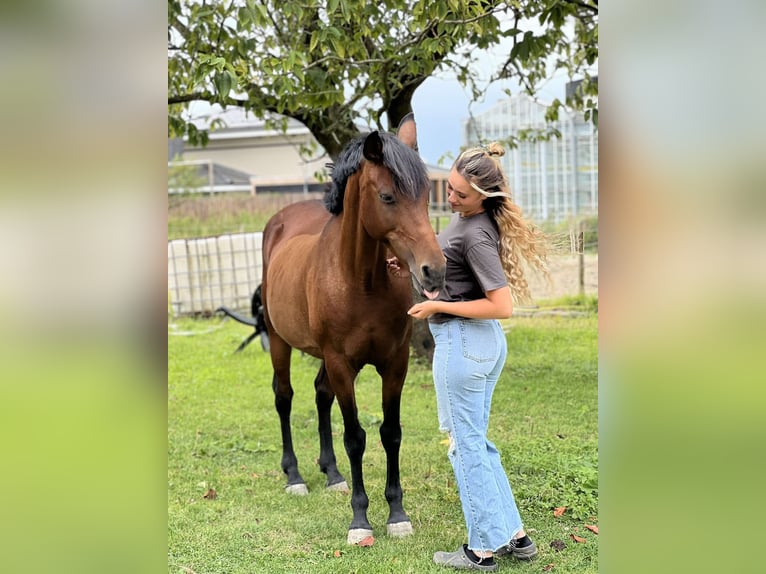 Andalou Croisé Jument 11 Ans 155 cm Bai clair in Brielle