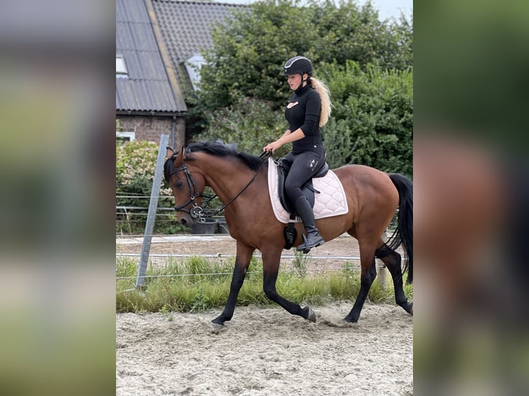 Andalou Croisé Jument 11 Ans 155 cm Bai clair in Brielle