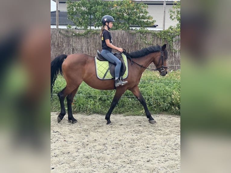 Andalou Croisé Jument 11 Ans 155 cm Bai clair in Brielle