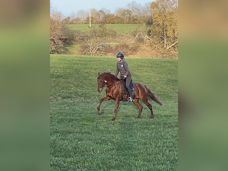 Andalou Croisé Jument 11 Ans 158 cm Alezan in Münsingen