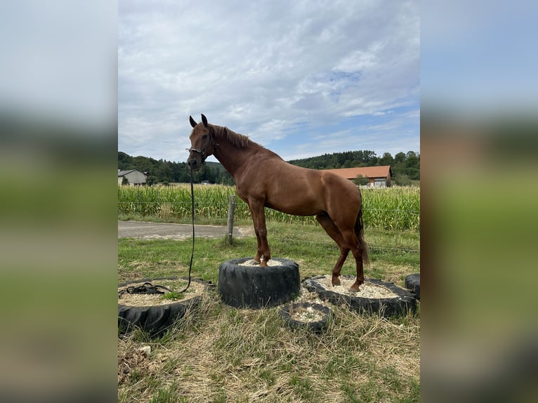 Andalou Croisé Jument 11 Ans 158 cm Alezan in Münsingen