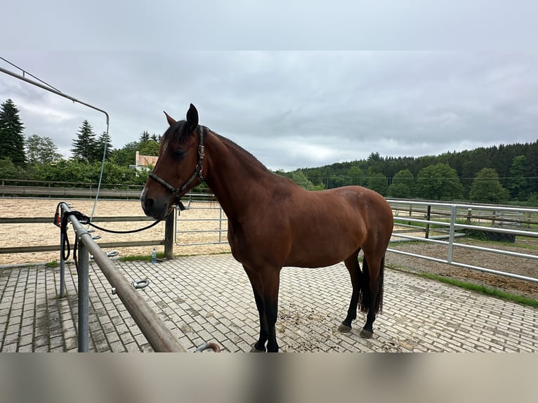 Andalou Croisé Jument 11 Ans in Haldenwang