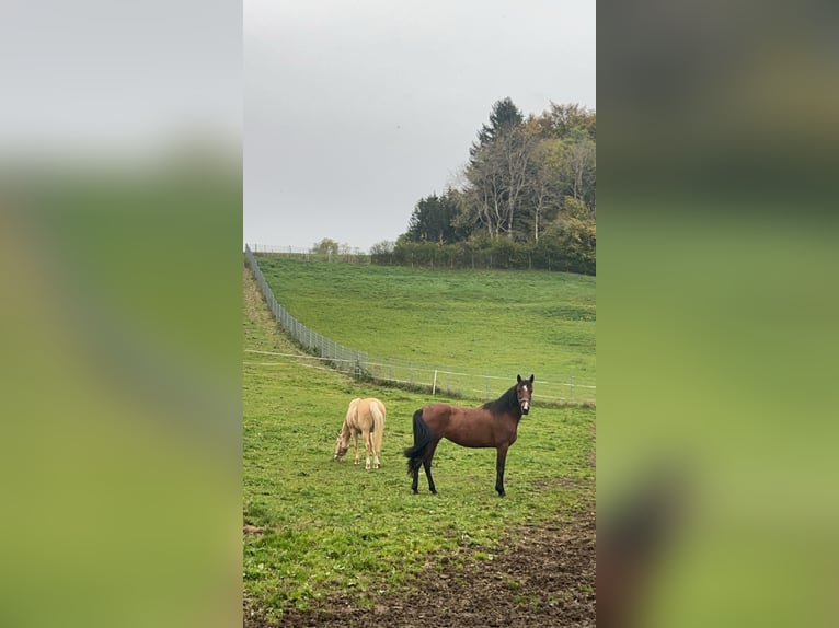 Andalou Croisé Jument 11 Ans in Haldenwang