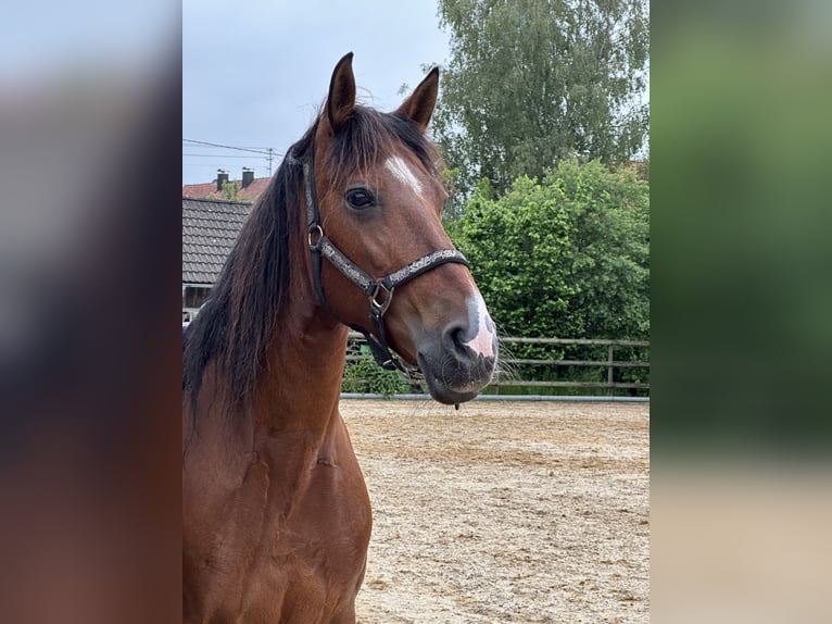 Andalou Croisé Jument 11 Ans in Haldenwang