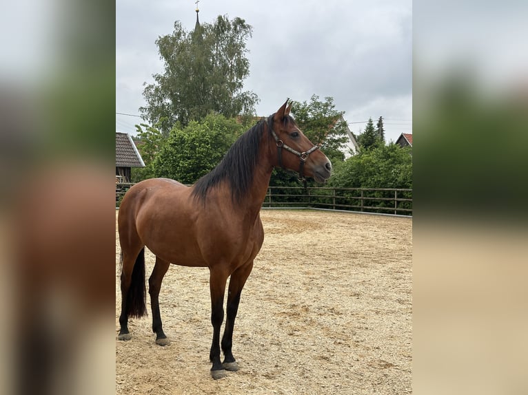 Andalou Croisé Jument 11 Ans in Haldenwang