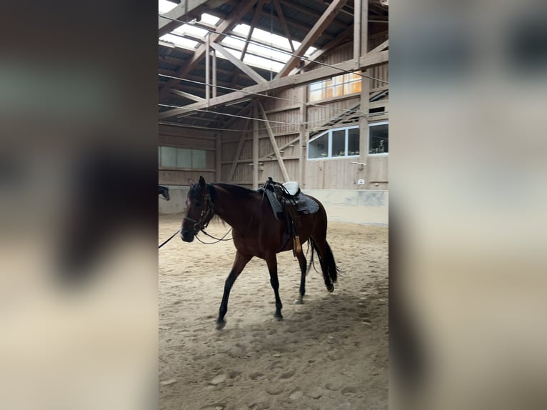 Andalou Croisé Jument 11 Ans in Haldenwang