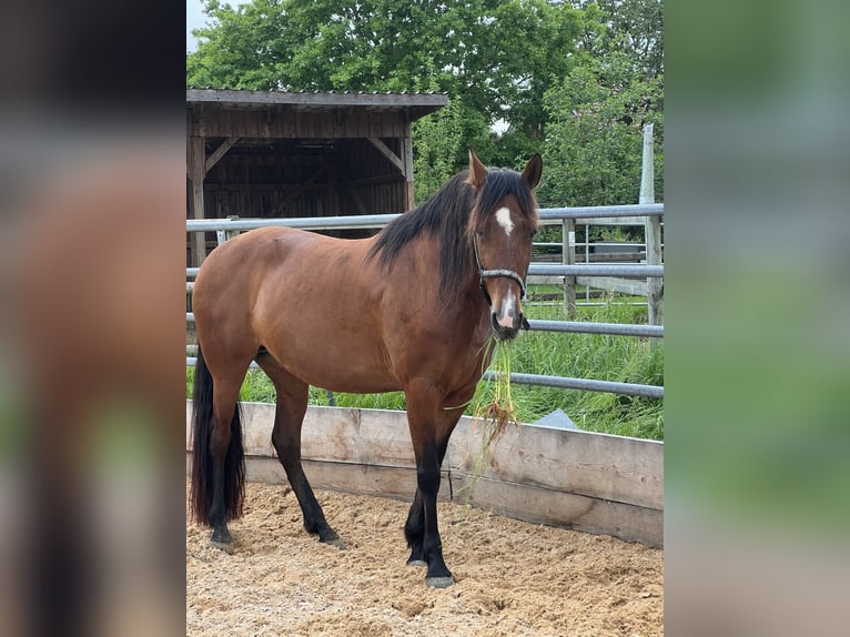 Andalou Croisé Jument 11 Ans in Haldenwang