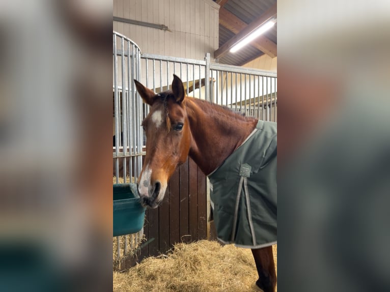 Andalou Croisé Jument 11 Ans in Haldenwang