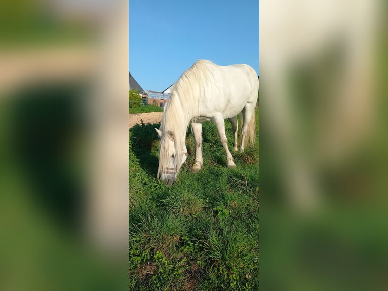 Andalou Croisé Jument 12 Ans 135 cm Gris in Rostock