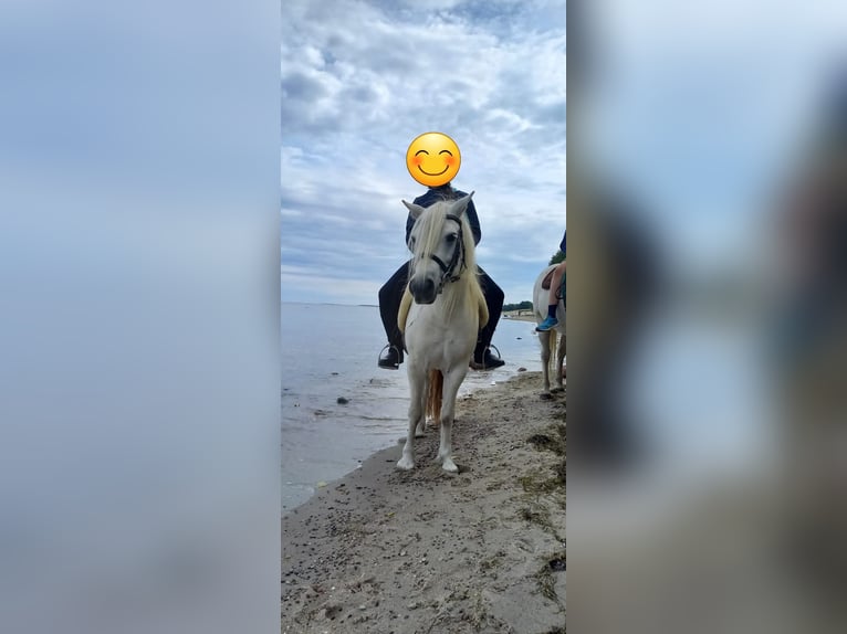 Andalou Croisé Jument 12 Ans 135 cm Gris in Rostock