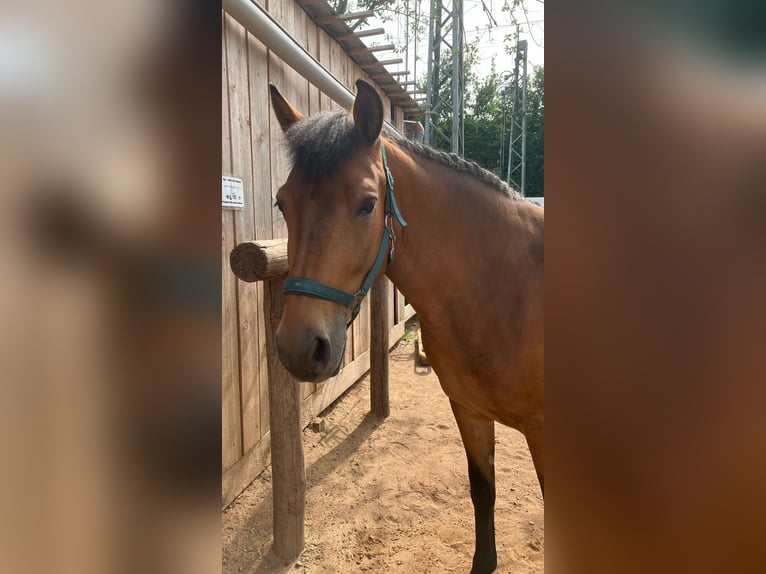 Andalou Croisé Jument 12 Ans 145 cm Bai in Langenfeld